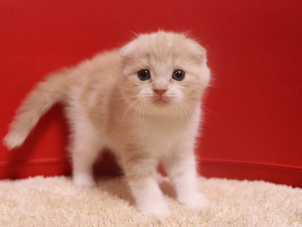 スコティッシュフォールドの子猫画像