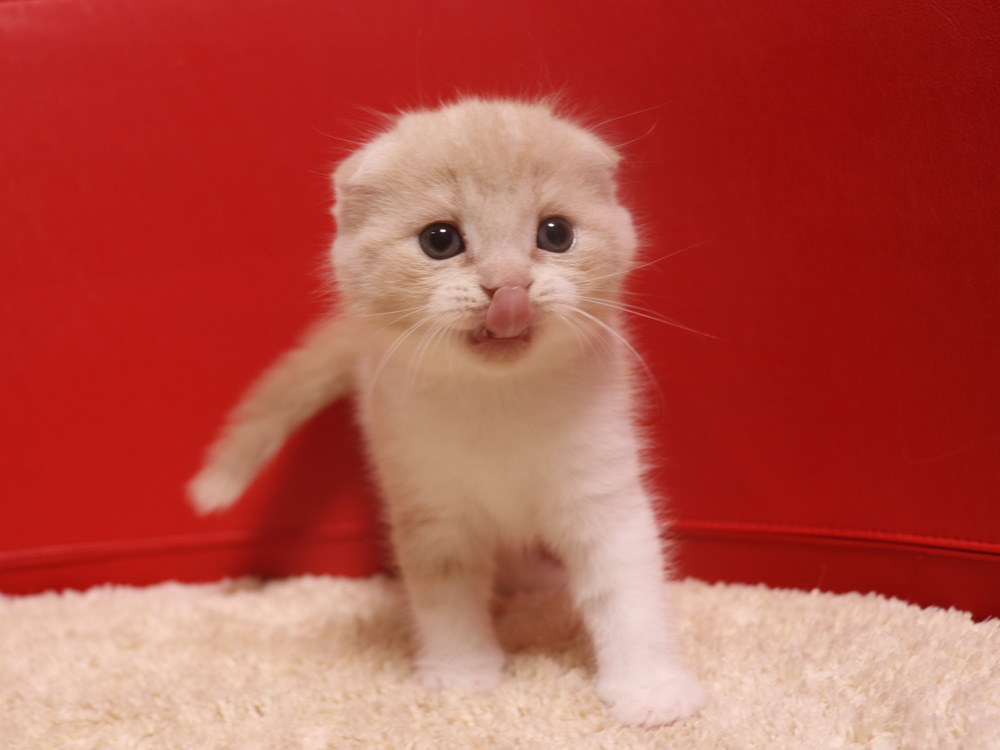スコティッシュフォールドの子猫画像