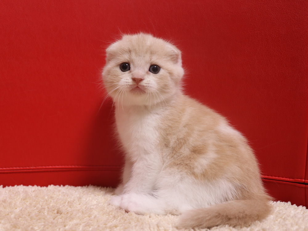 スコティッシュフォールドの子猫画像