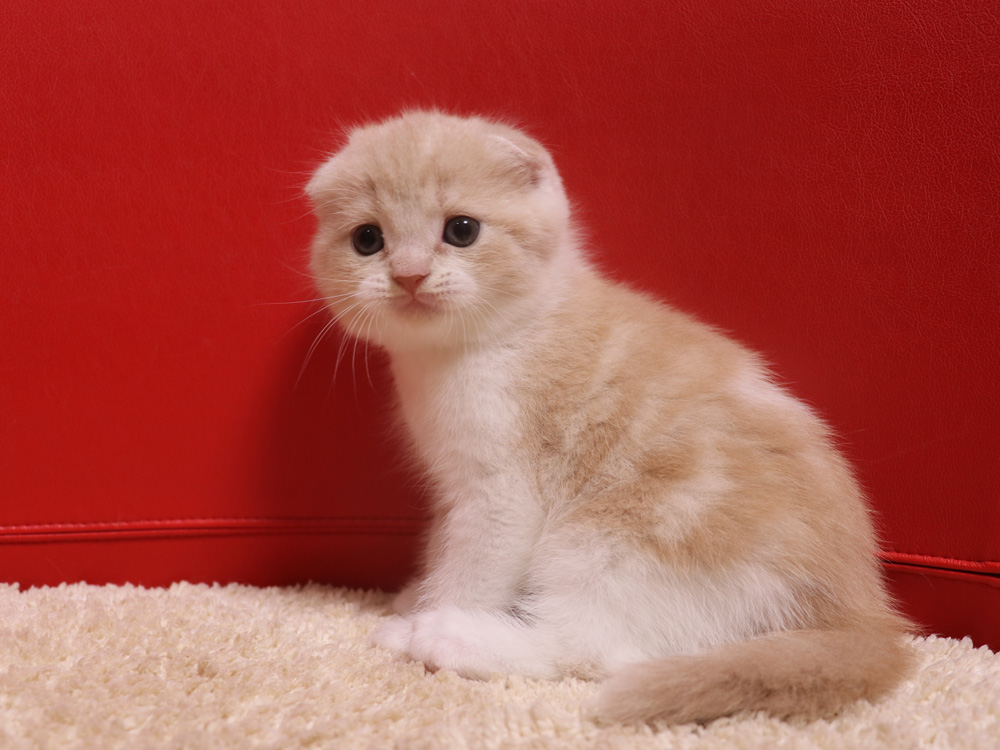 スコティッシュフォールドの子猫画像