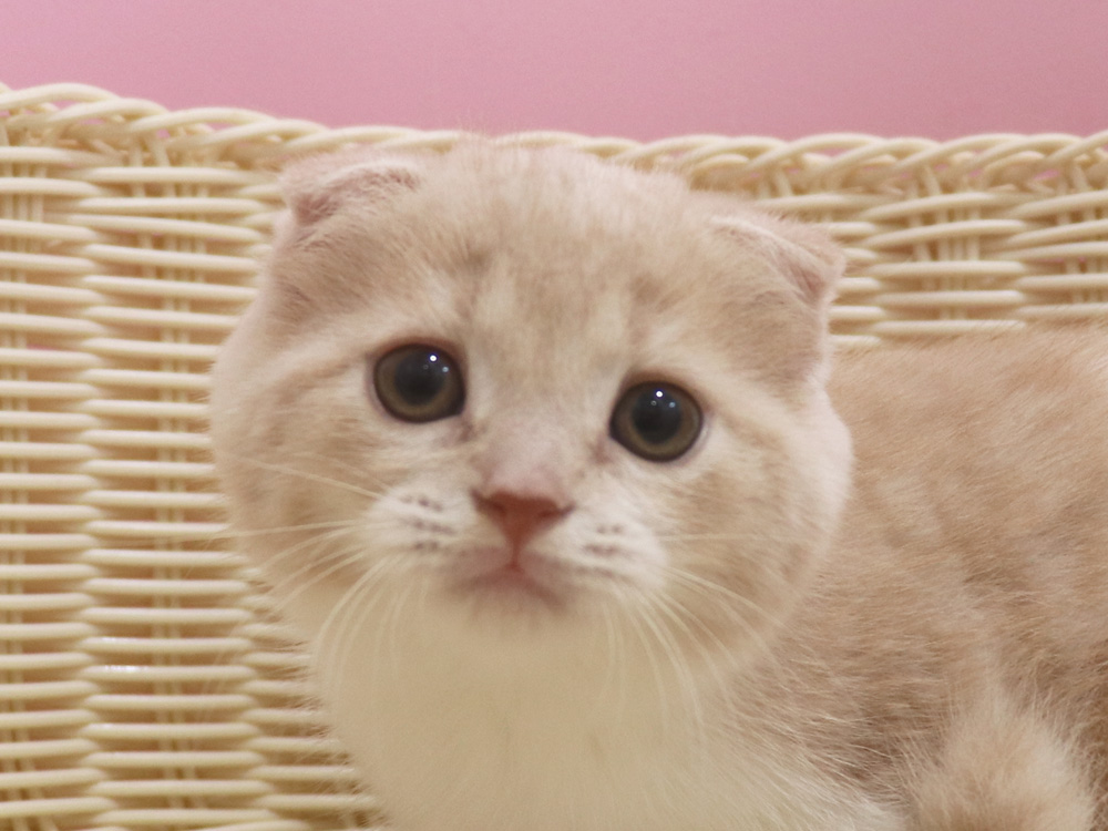 スコティッシュフォールドの子猫画像