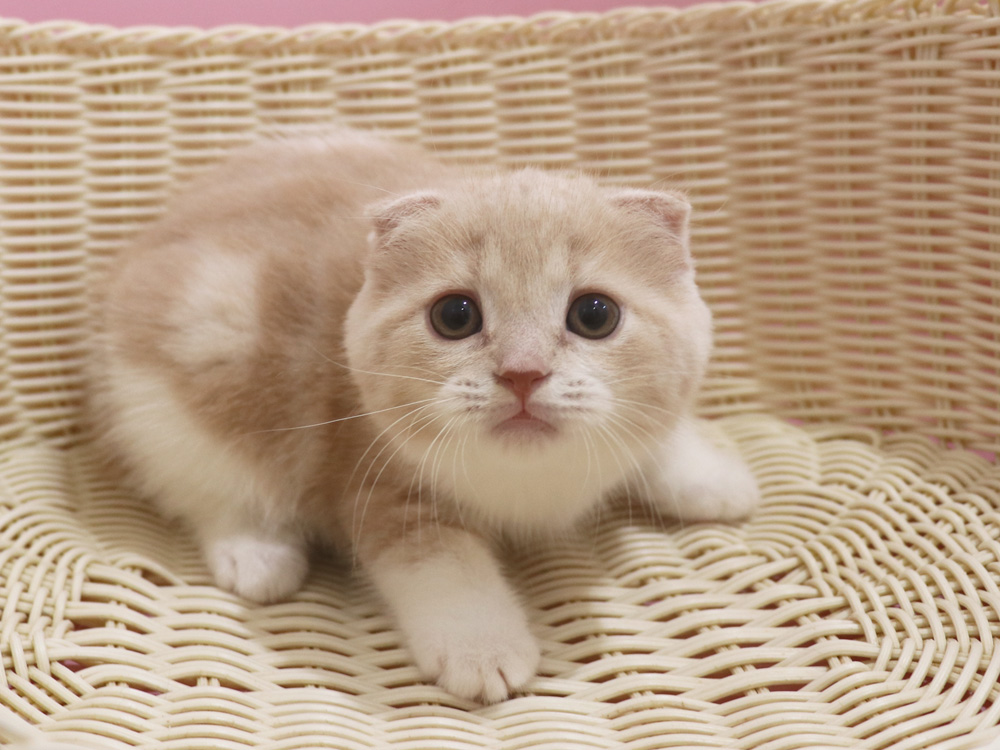 スコティッシュフォールドの子猫画像