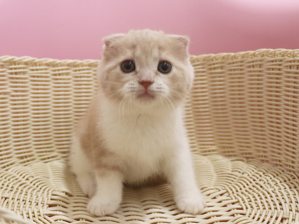 スコティッシュフォールドの子猫画像
