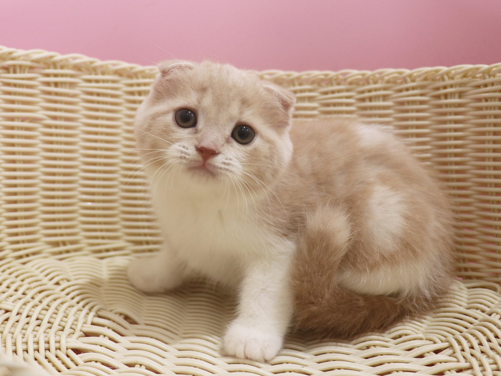 スコティッシュフォールドの子猫画像