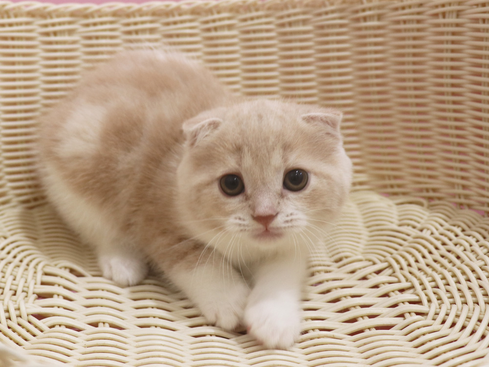 スコティッシュフォールドの子猫画像