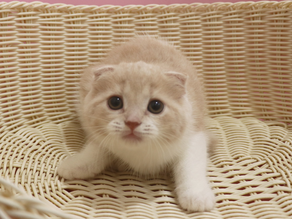 スコティッシュフォールドの子猫画像