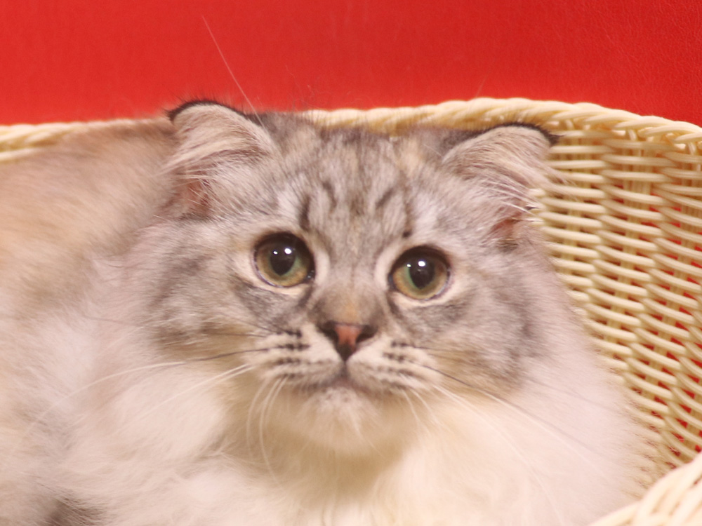 スコティッシュフォールドの子猫画像