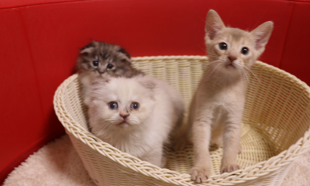 アビシニアンの子猫画像