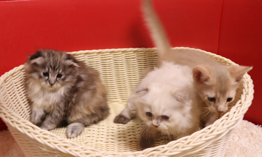 アビシニアンの子猫画像