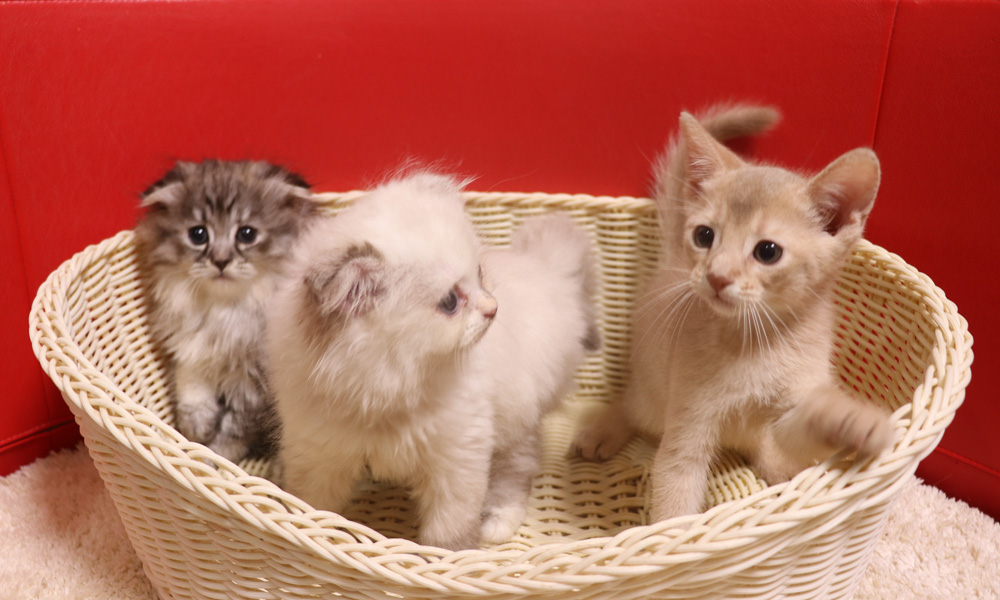 アビシニアンの子猫画像
