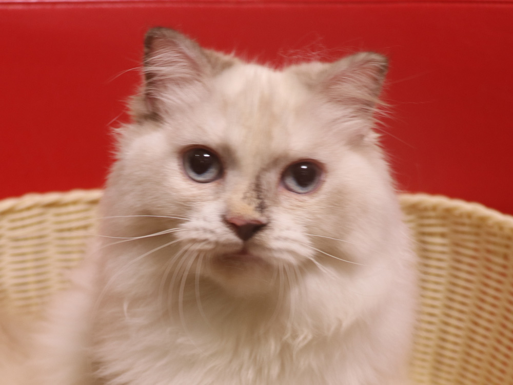 スコティッシュフォールドの子猫画像