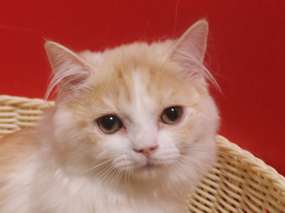 スコティッシュフォールドの子猫画像