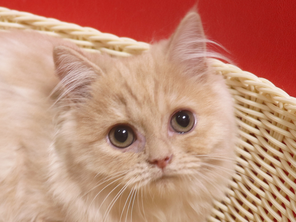 スコティッシュフォールドの子猫画像