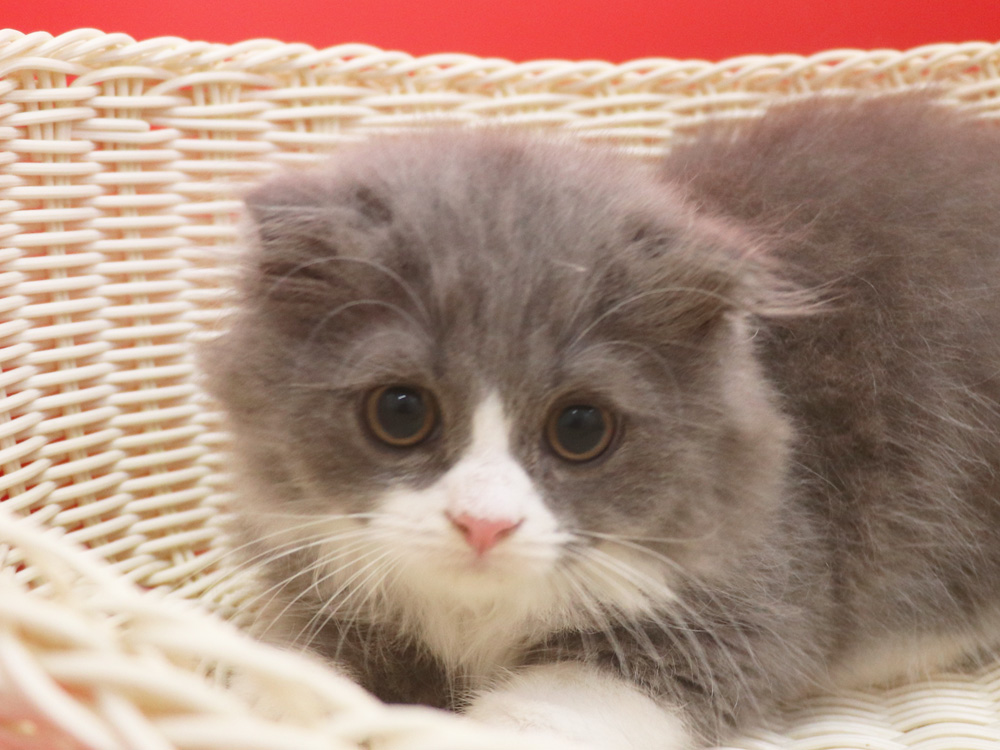 スコティッシュフォールドの子猫画像