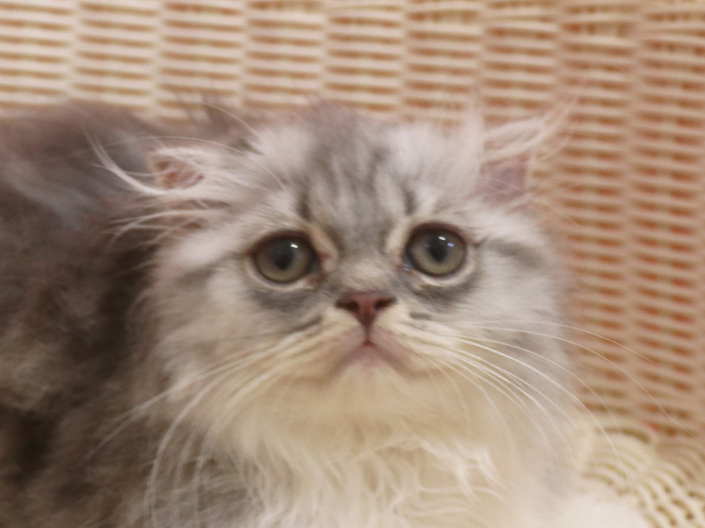 スコティッシュフォールドの子猫画像