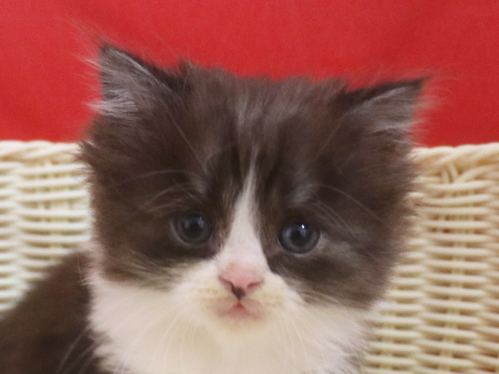 スコティッシュフォールドの子猫画像