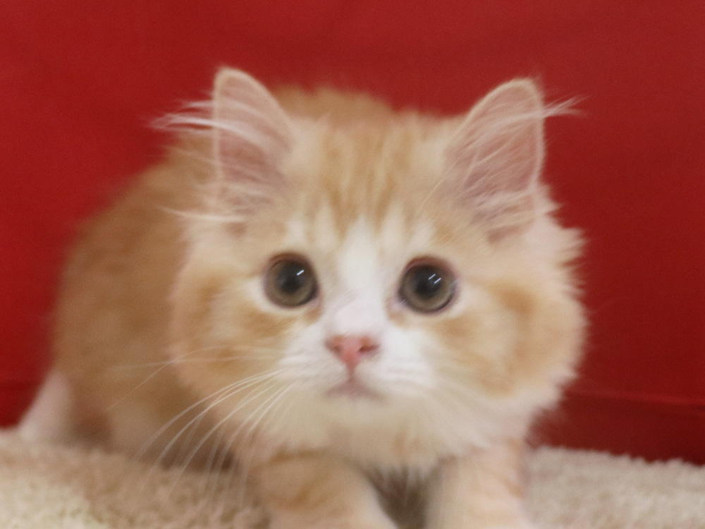 スコティッシュフォールドの子猫画像