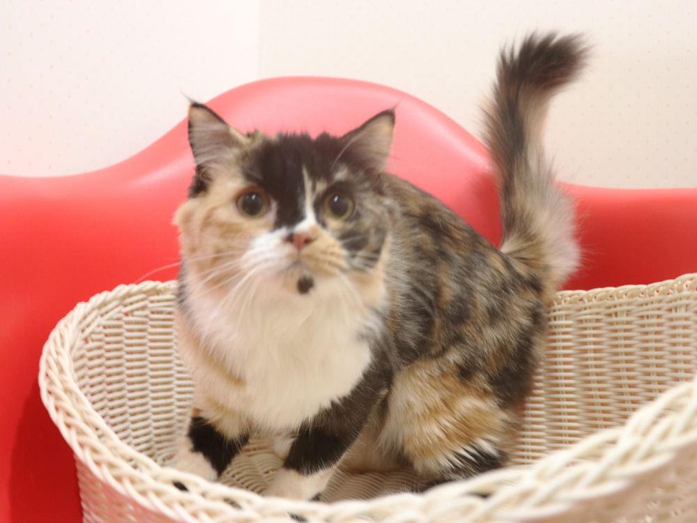 スコティッシュフォールドの子猫画像