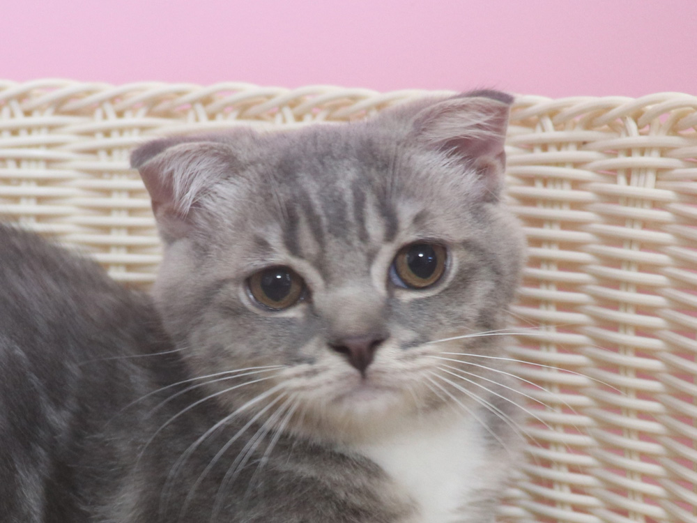 スコティッシュフォールドの子猫画像