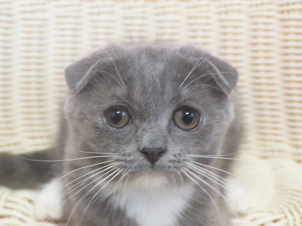 スコティッシュフォールドの子猫画像