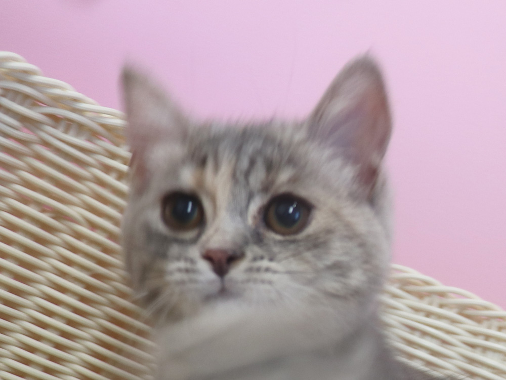 スコティッシュフォールドの子猫画像