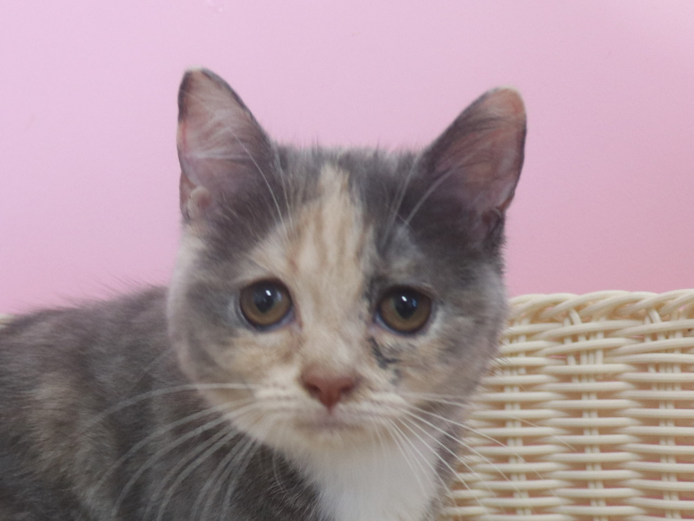 スコティッシュフォールドの子猫画像