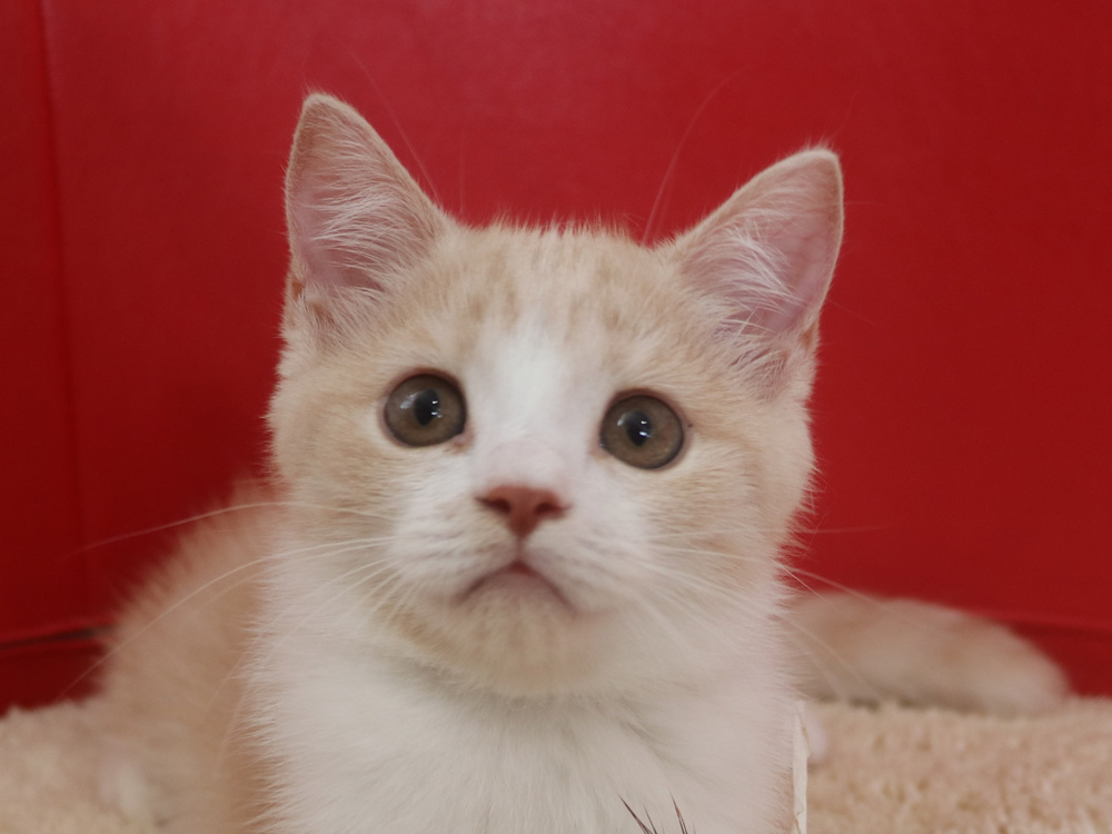 スコティッシュフォールドの子猫画像