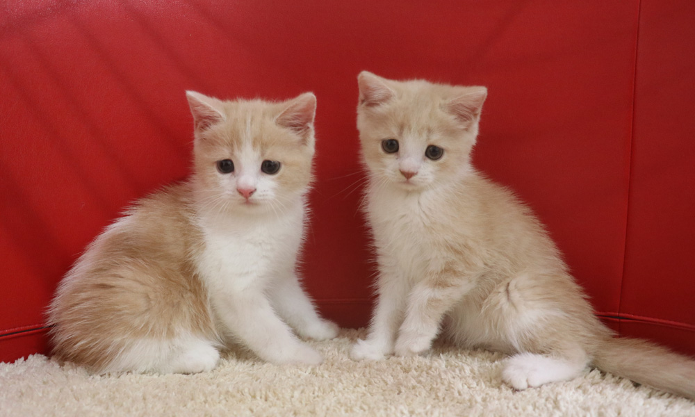 スコティッシュフォールドの子猫画像