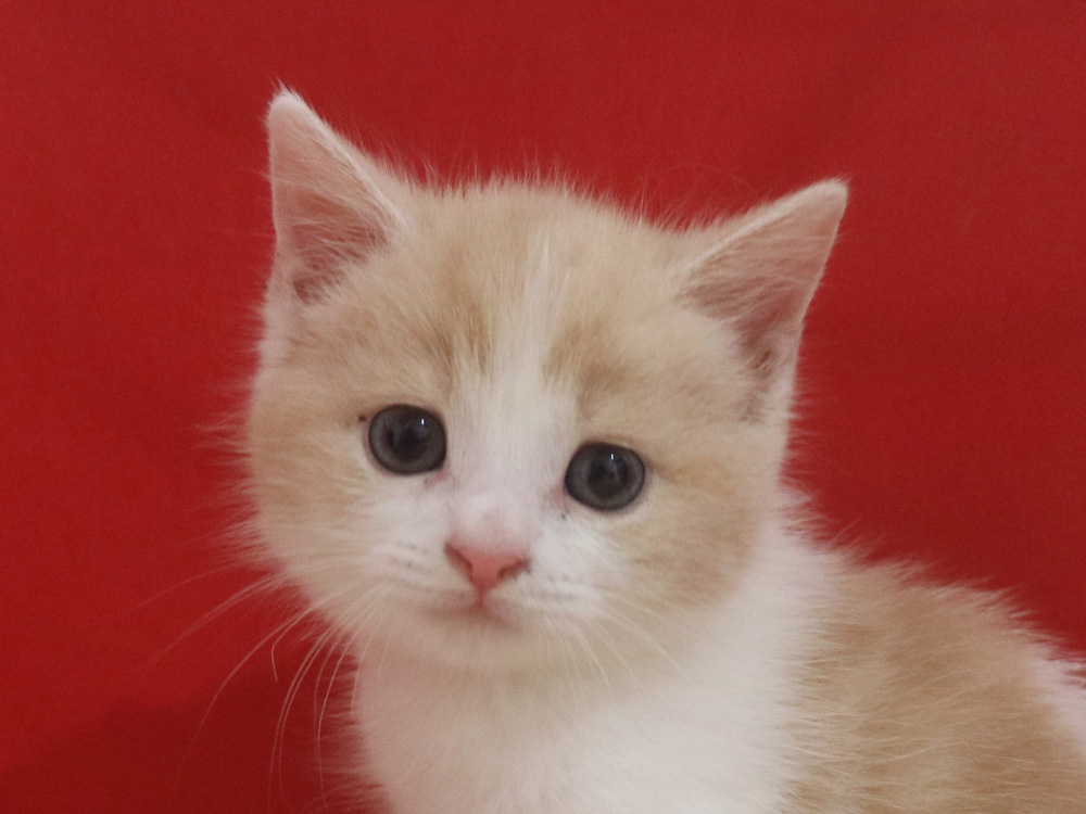 スコティッシュフォールドの子猫画像