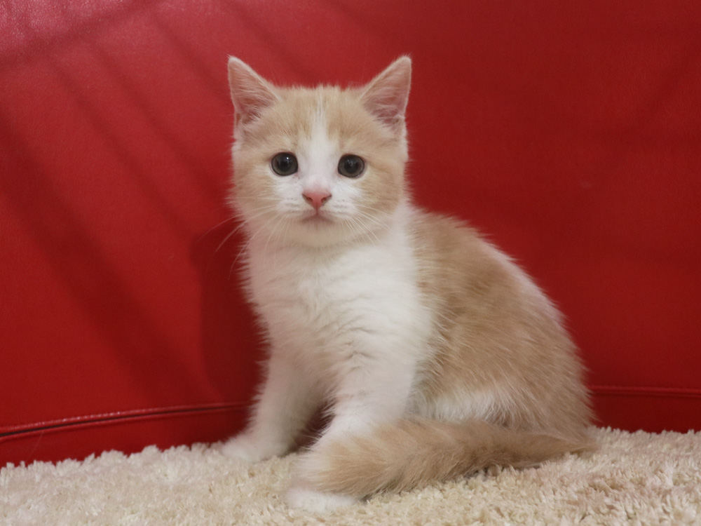 スコティッシュフォールドの子猫画像
