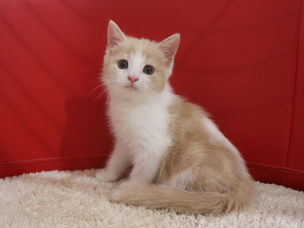 スコティッシュフォールドの子猫画像