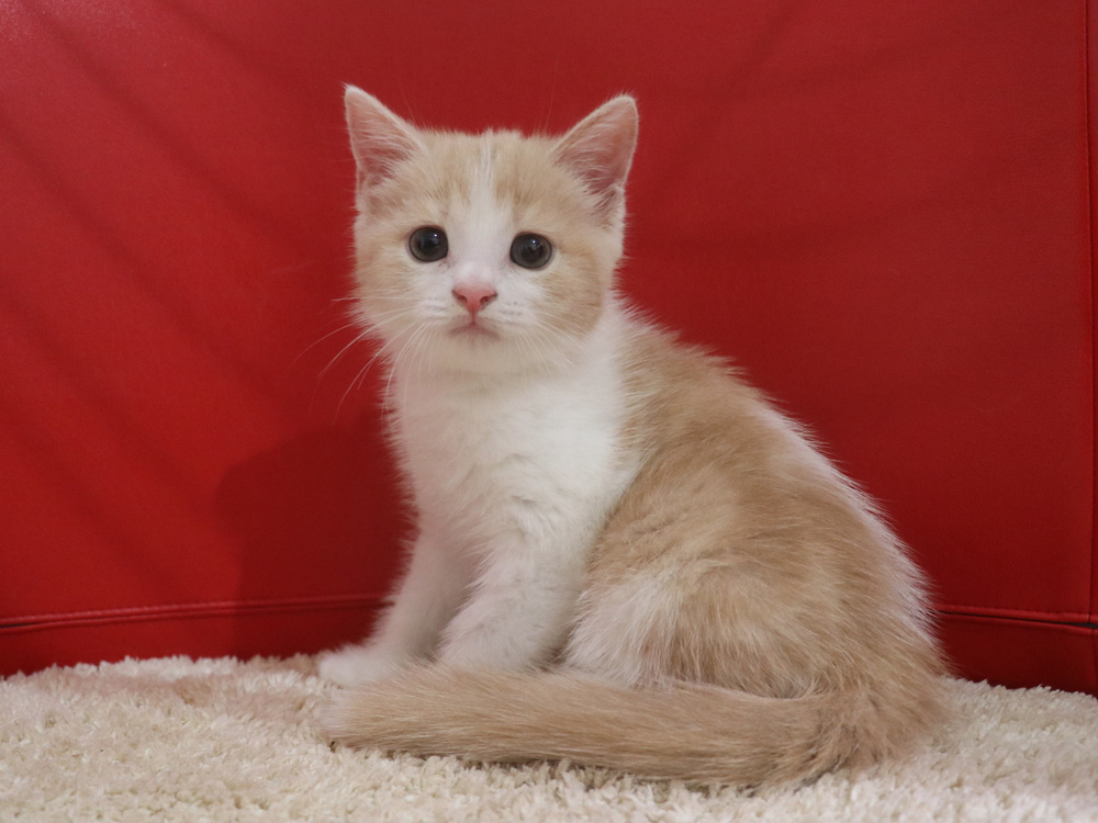 スコティッシュフォールドの子猫画像