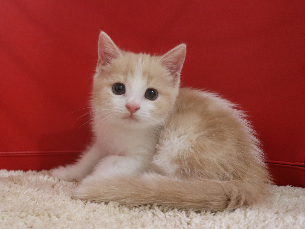 スコティッシュフォールドの子猫画像