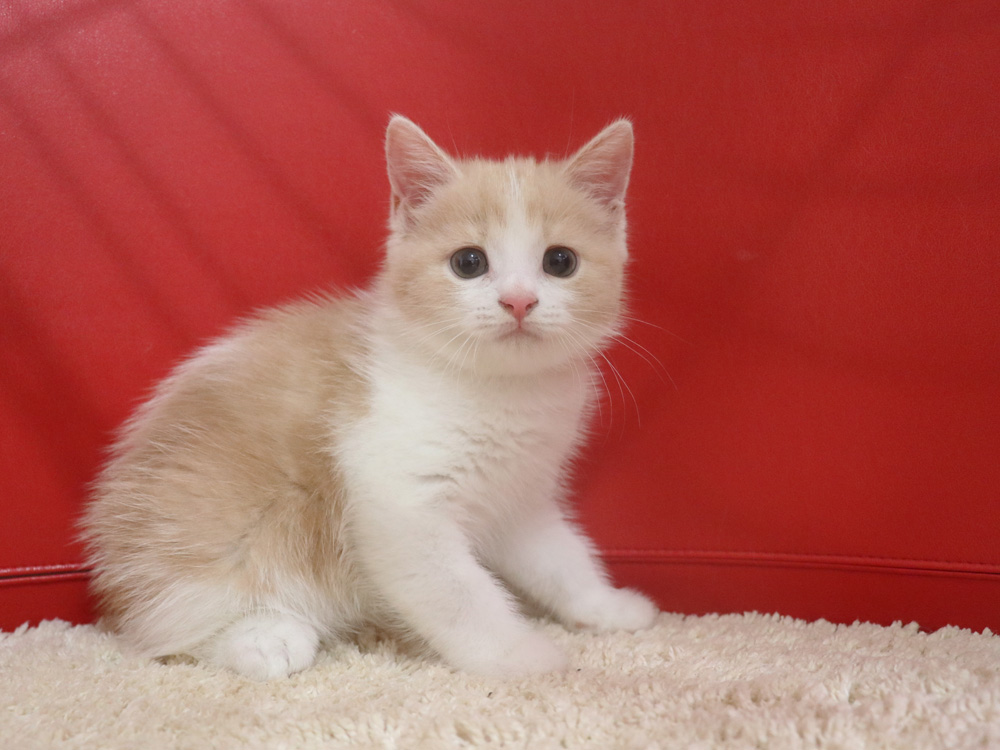 スコティッシュフォールドの子猫画像