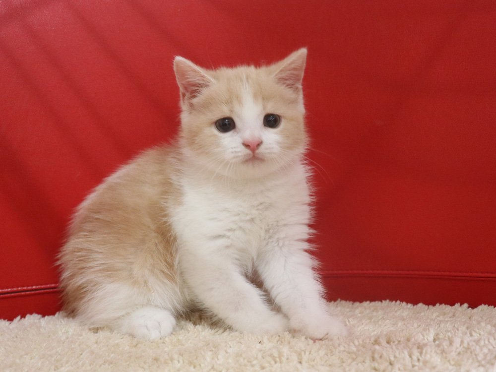スコティッシュフォールドの子猫画像