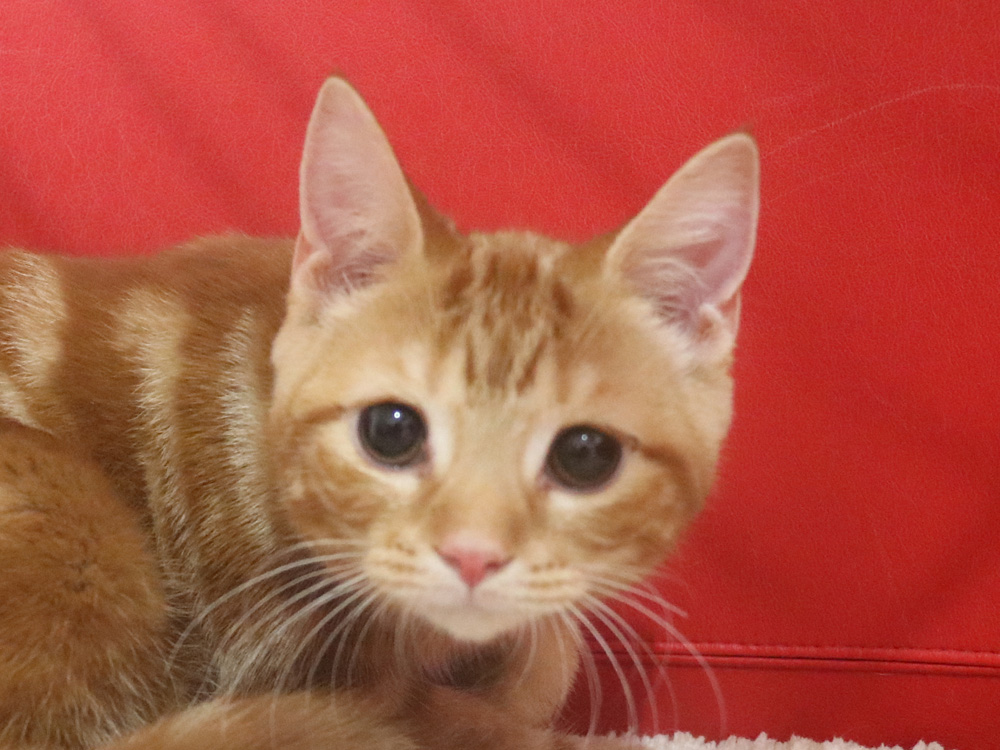 スコティッシュフォールドの子猫画像