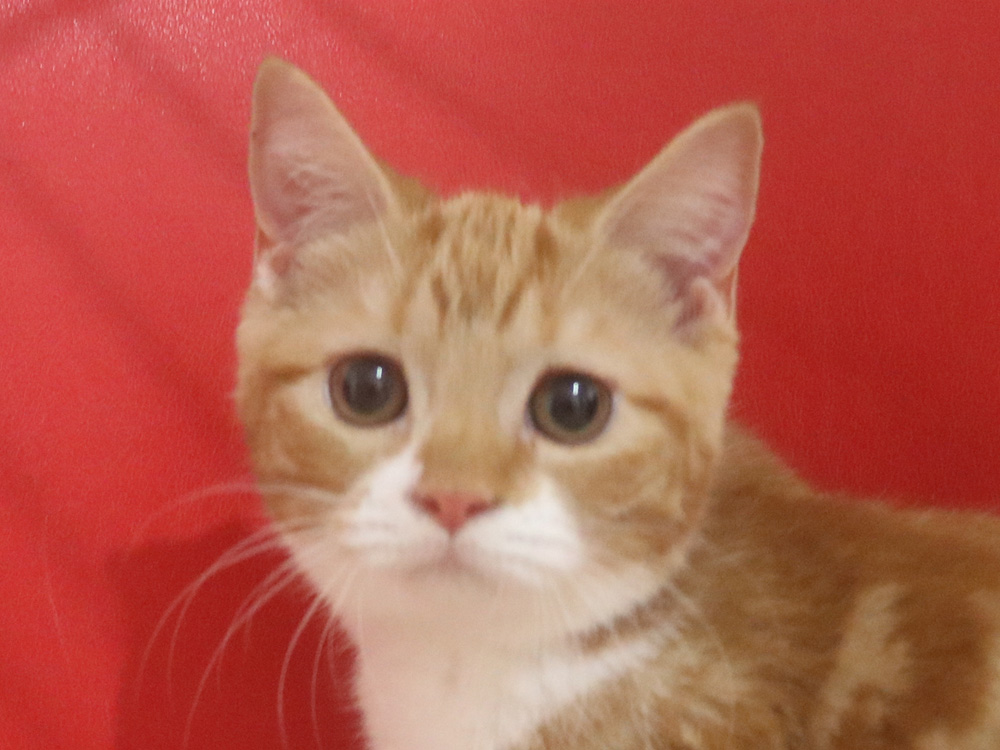 スコティッシュフォールドの子猫画像