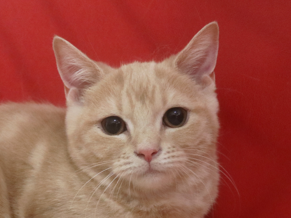 スコティッシュフォールドの子猫画像