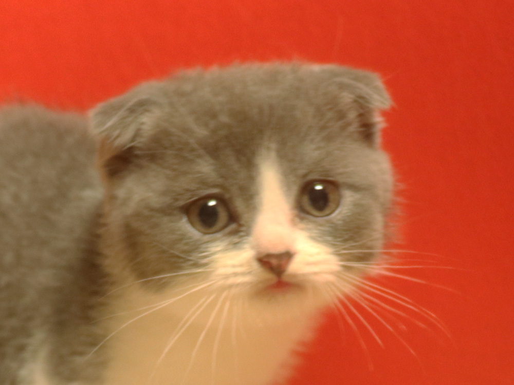 スコティッシュフォールドの子猫画像