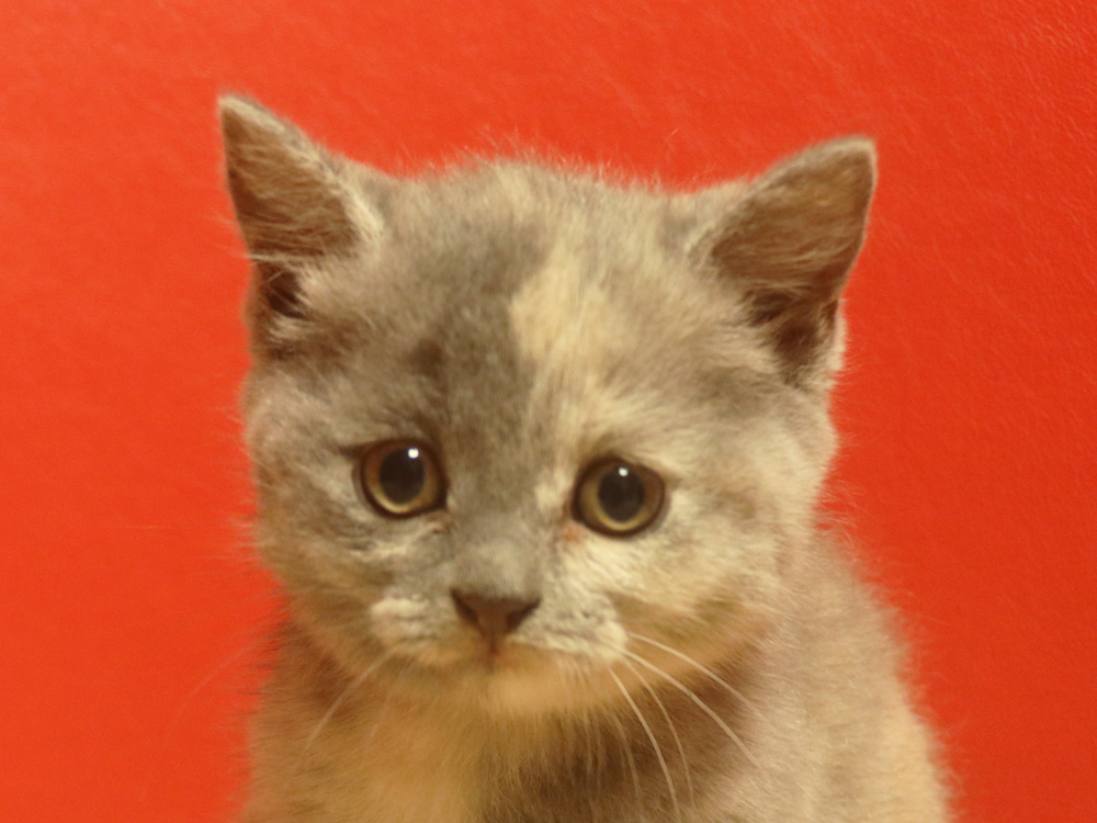 スコティッシュフォールドの子猫画像