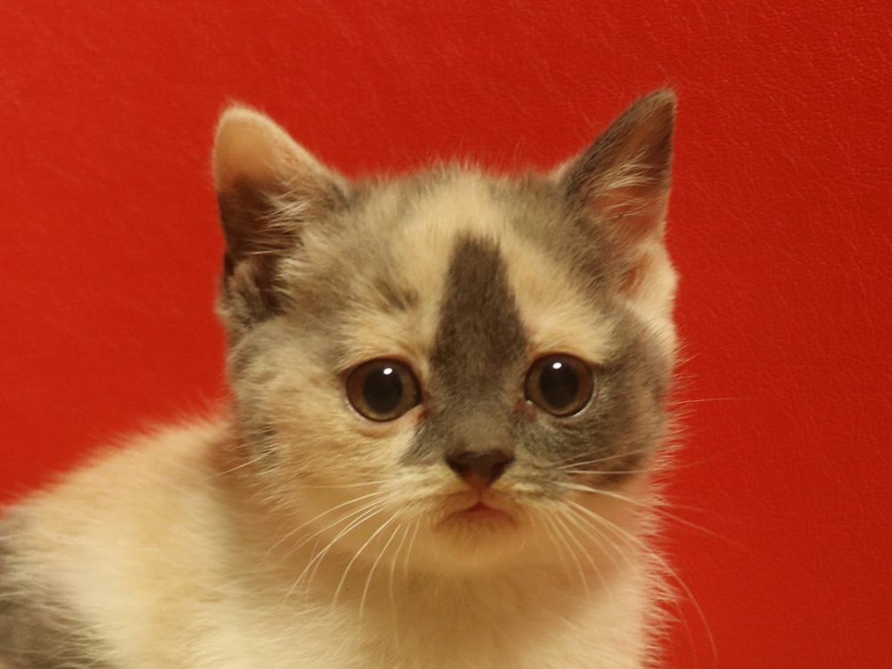 スコティッシュフォールドの子猫画像