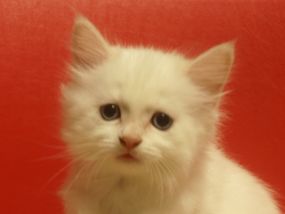 スコティッシュフォールドの子猫画像