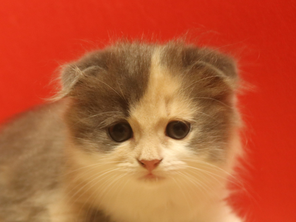 スコティッシュフォールドの子猫画像