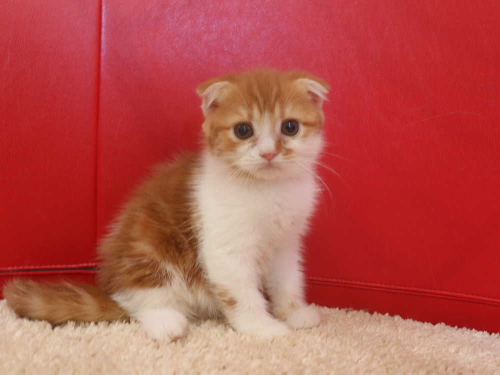 スコティッシュフォールドの子猫画像