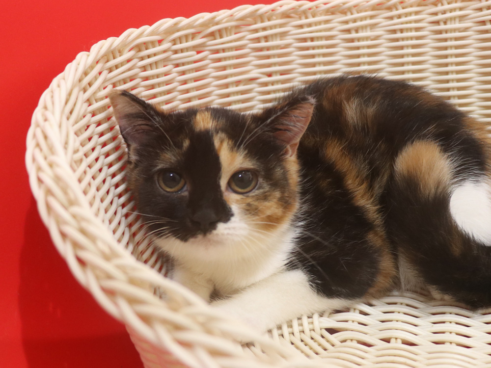 スコティッシュフォールドの子猫画像