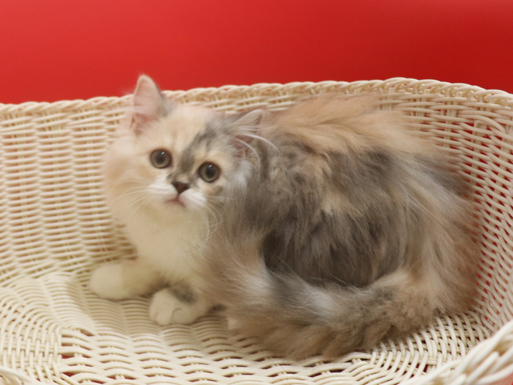 スコティッシュフォールドの子猫画像