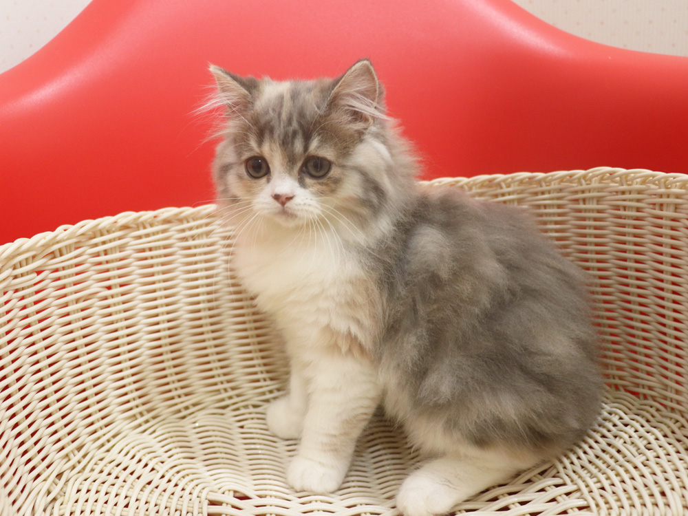 スコティッシュフォールドの子猫画像