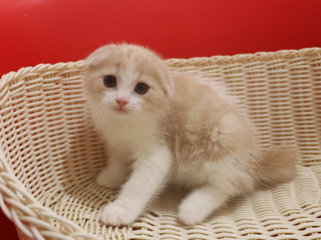 スコティッシュフォールドの子猫画像