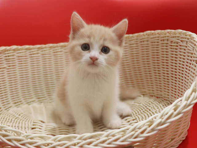 スコティッシュフォールドの子猫画像