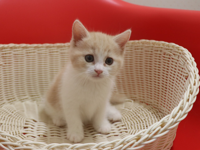 スコティッシュフォールドの子猫画像